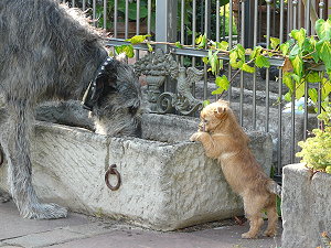 26.Juni 2009 059 - Kopie.jpg