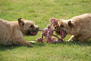 Alle 21.3.2011 21.03.2011 031 - Kopie.JPG