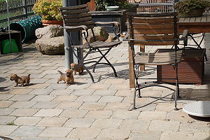 Cairnwurf K- 21.4.2025 085 - Kopie.jpg