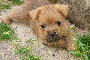 Cairnwurf K- 4.5.2025 084 - Kopie.jpg