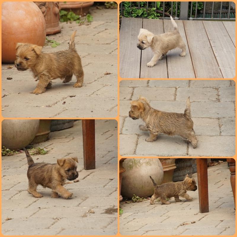 wurf k 9.5.2025.jpg