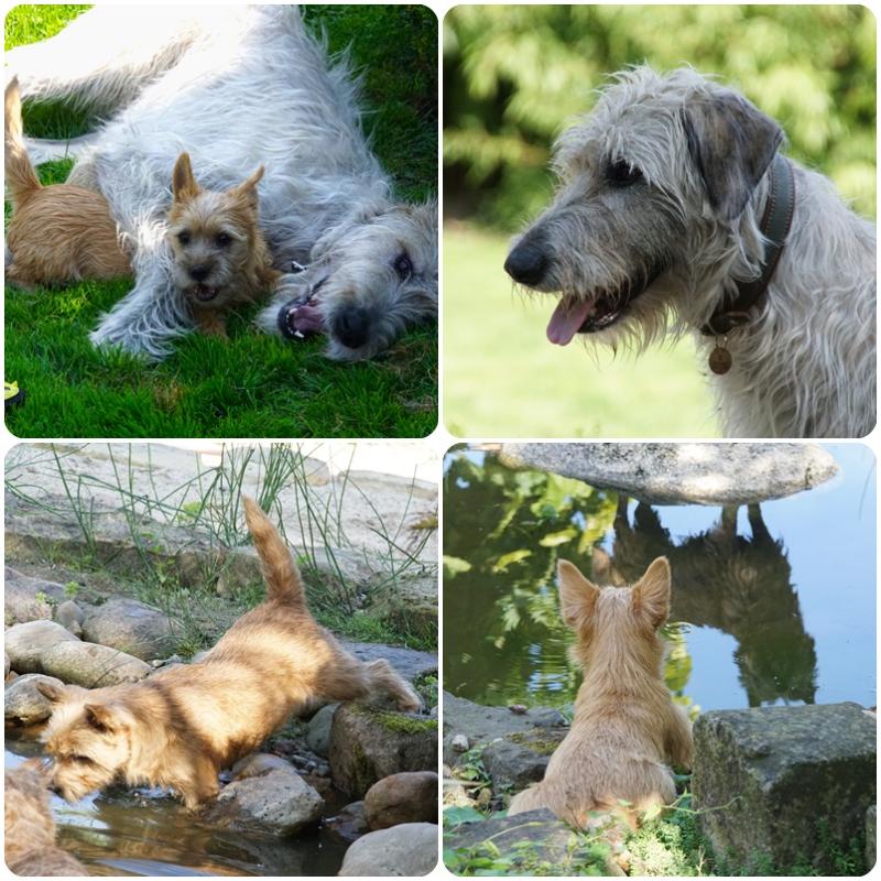 Jeden Monat erfahren Sie News vom Harmony`s Clan in Wort und Bild